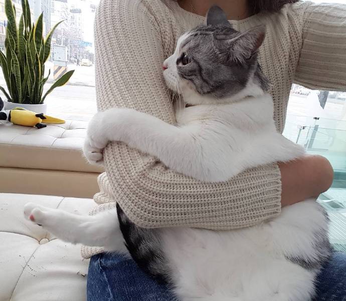 狗狗吃火锅,宠主给挑食柴犬吃零食