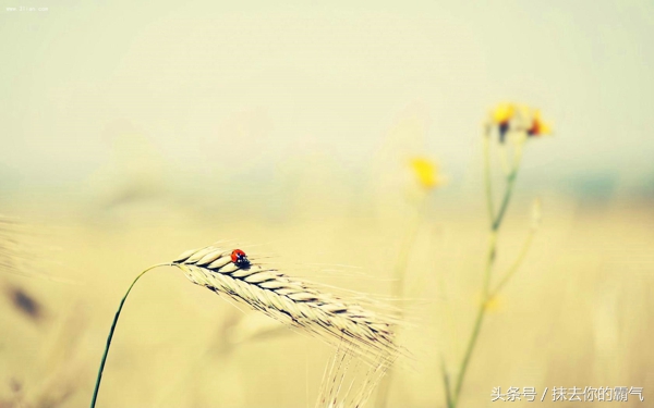 涂磊的经典语录抖音,涂磊的经典语录