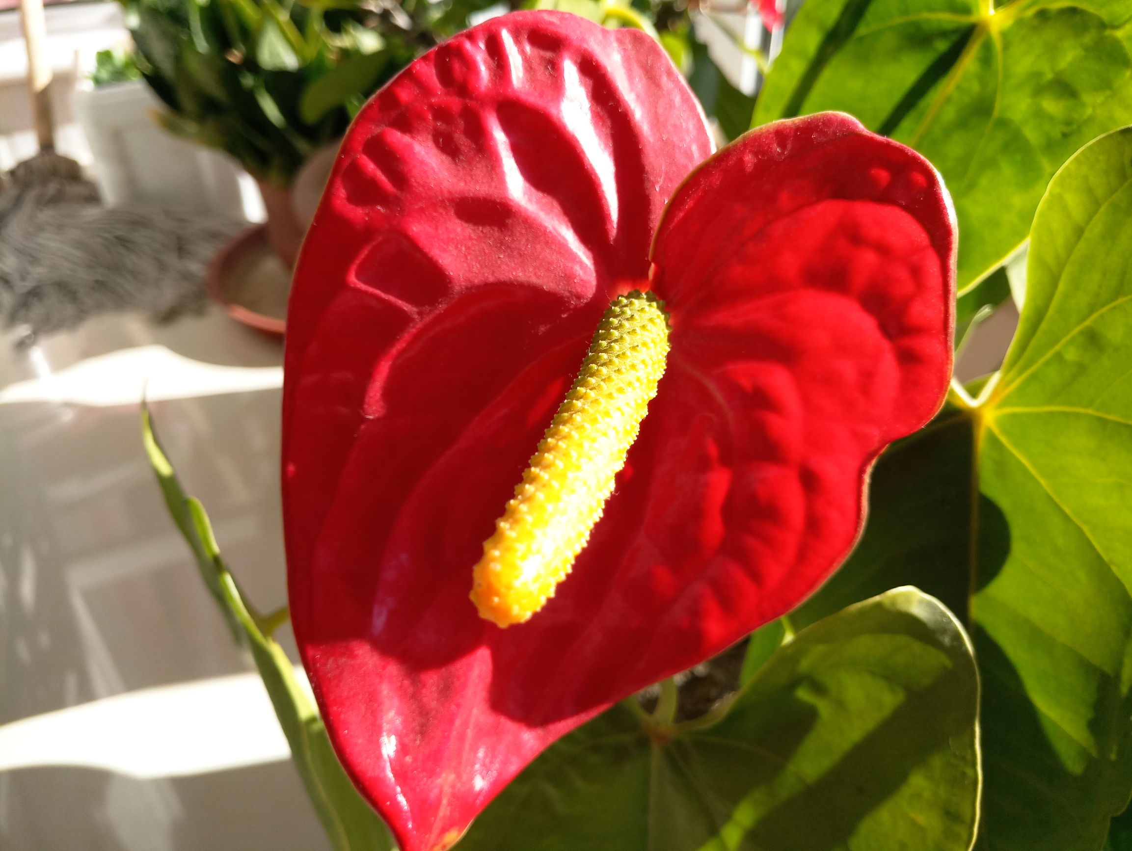 魅族魅蓝x缺点,魅蓝x深度测评