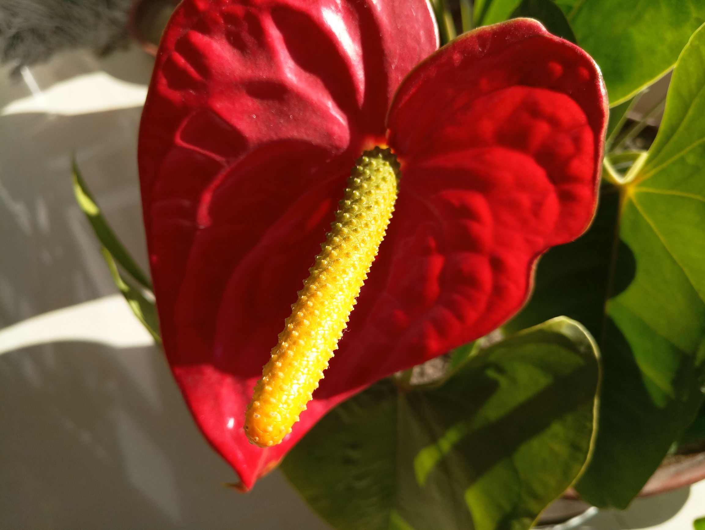 魅族魅蓝x缺点,魅蓝x深度测评