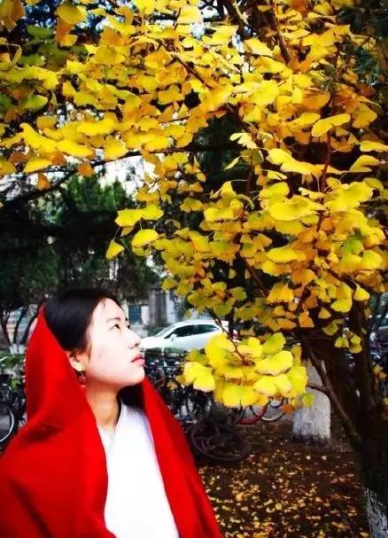 成都最后的银杏,成都附近最值得看的银杏