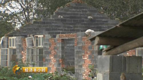 猪粪致富经,致富经养猪多赚一个亿