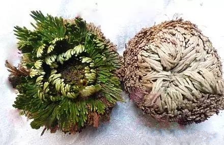 农村常见的野草是民间草药,有哪些田间野草是中药