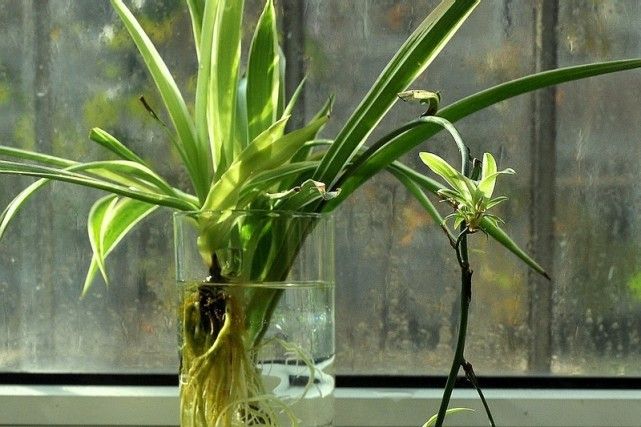 水培吊兰转土培怎么才能长得快,水培吊兰怎么养才能长得茂盛