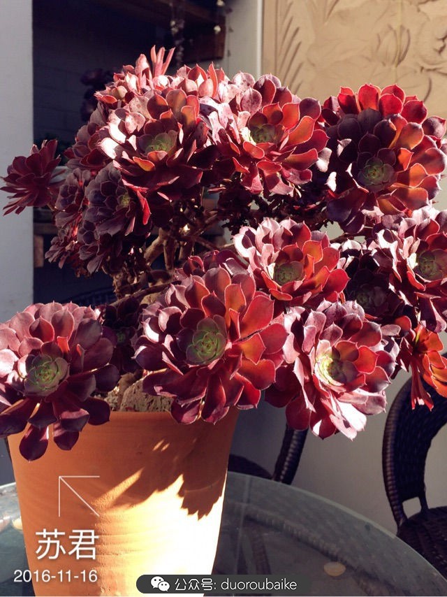 劳尔罗琦很香吗,劳尔与罗琦