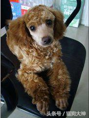 小泰迪毛色浅能变红吗,我家泰迪为什么白毛很多