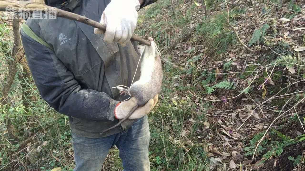 野外生存捕猎最常见的吊脚套陷阱,对付山鼠那是来一只逮一只