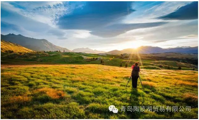 关于新西兰的人文地理知识,新西兰植物
