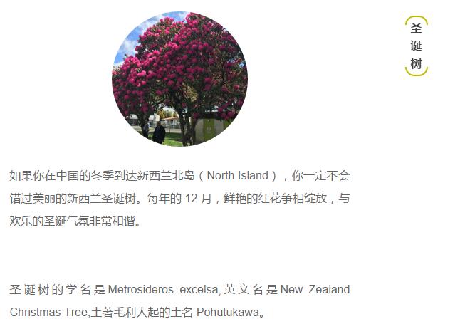 关于新西兰的人文地理知识,新西兰植物