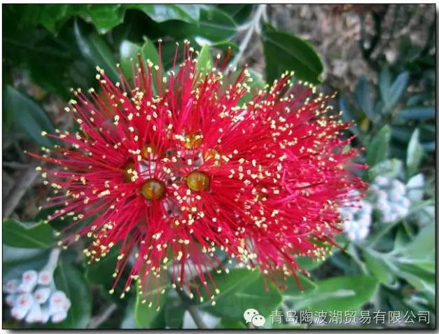 关于新西兰的人文地理知识,新西兰植物