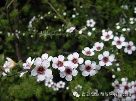 关于新西兰的人文地理知识,新西兰植物