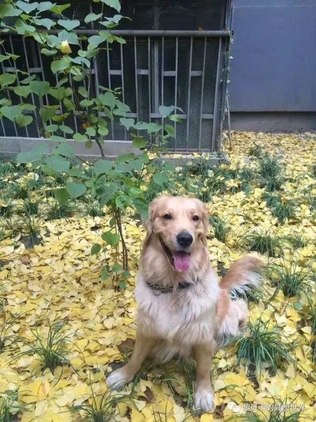 致爱我的人,致爱我的人2020年