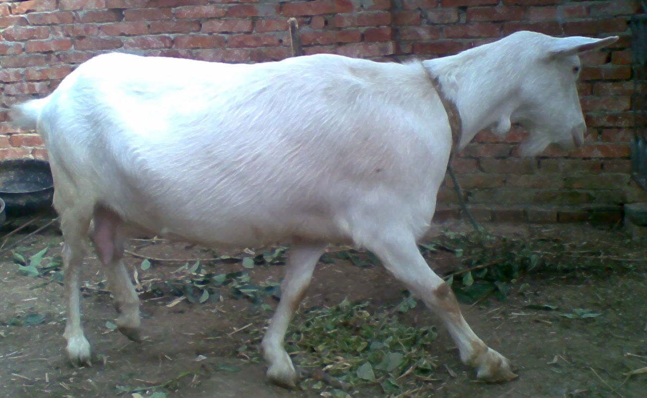 造成母羊难产的原因及解决方案,母羊难产后乱蹦怎么办