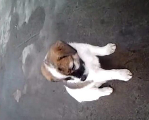 男子给小狗灌白酒,下一幕让人想说脏话!