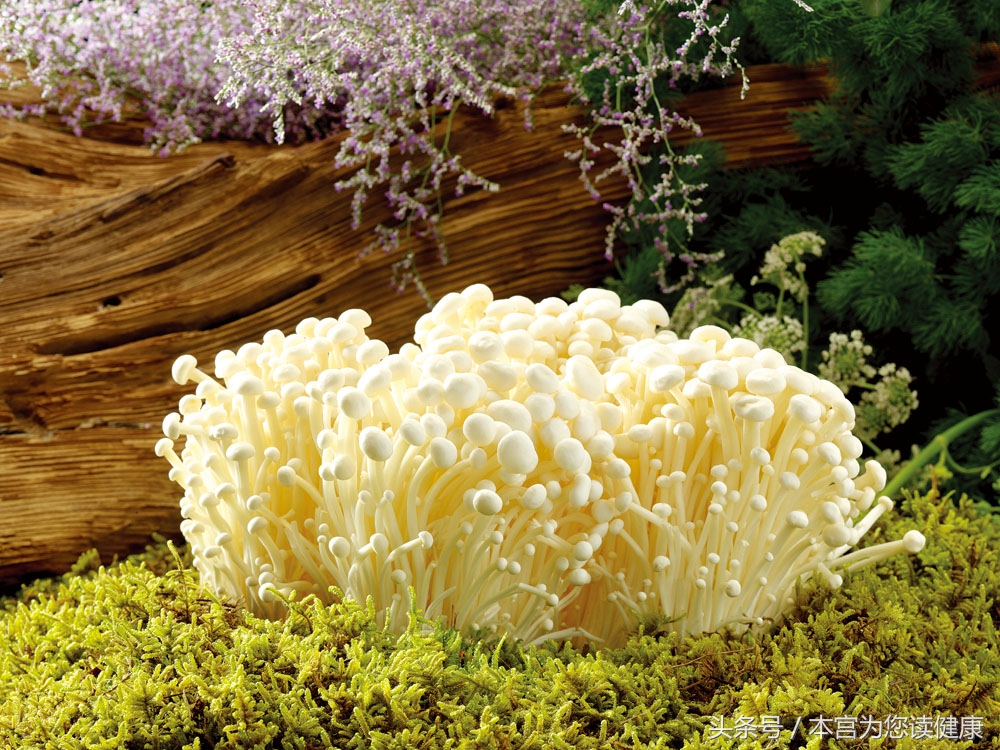 经常吃金针菇好吗,经常吃金针菇好不好