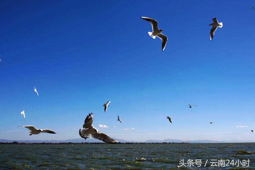 昆明人为什么爱滇池,滇池对昆明的重要性