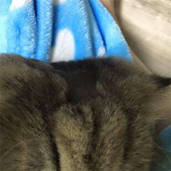 猫奴帮主子剪毛不小心手残剃坏，接下来的日子难过了