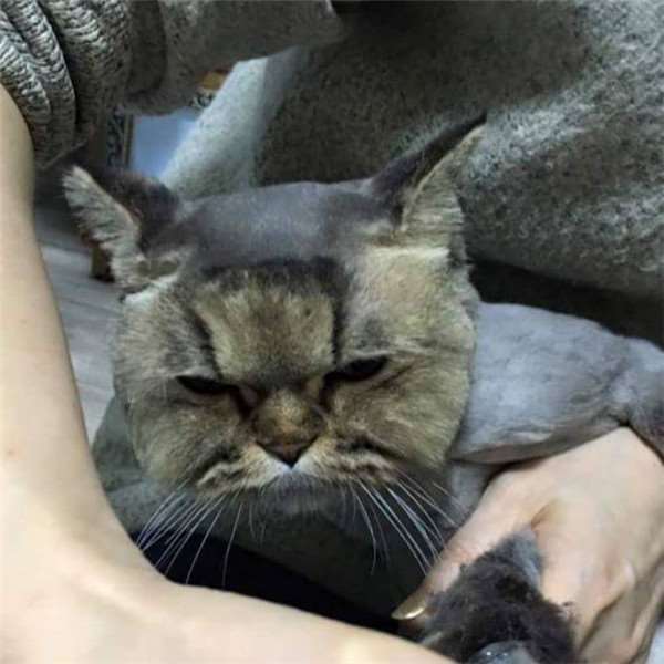 猫奴帮主子剪毛不小心手残剃坏，接下来的日子难过了