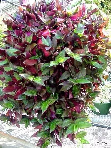 吊兰的种类有哪些哪种适合室内养 (10种公认最好养的花吊兰)