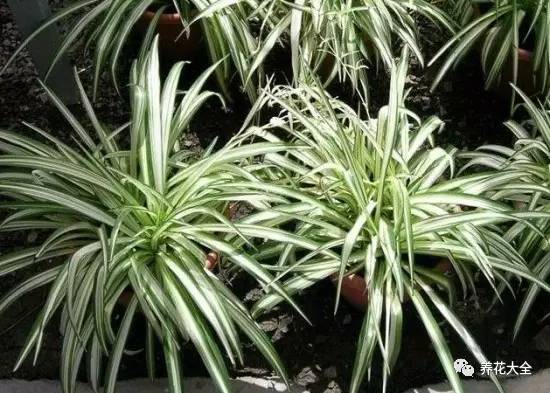 吊兰的种类有哪些哪种适合室内养 (10种公认最好养的花吊兰)