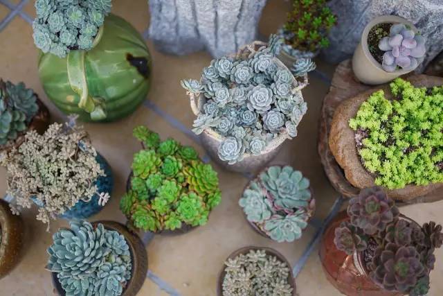 澶氳倝妞嶇墿椁愬惂,妤奸《澶氳倝鑺卞洯椁愬巺