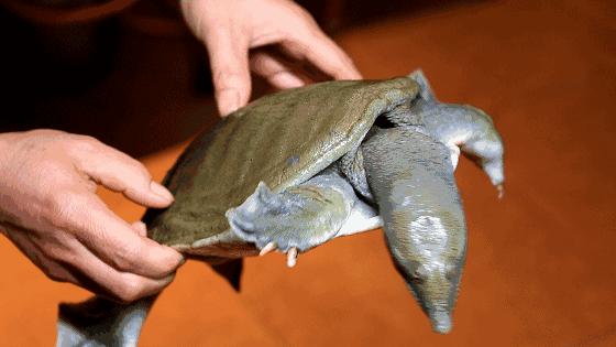澶氳倝妞嶇墿椁愬惂,妤奸《澶氳倝鑺卞洯椁愬巺