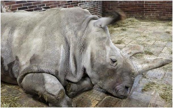 犀牛角的价钱比远东*卡因可**的卖价还高