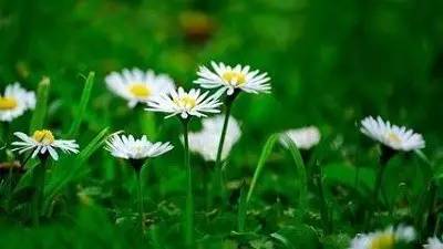 我心素已闲原文,我心素已闲清川澹如此是什么意思