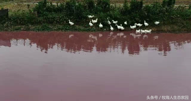 池塘水质变红,鱼塘水质变红褐色怎么解决