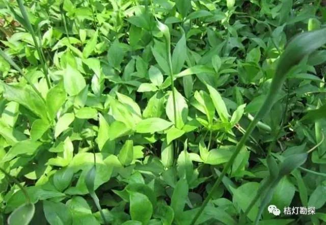 在野外什么千万别碰,这些植物千万不要乱碰