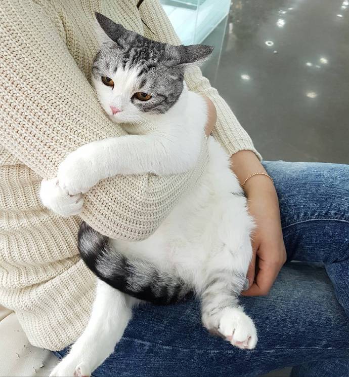 狗狗吃火锅,宠主给挑食柴犬吃零食