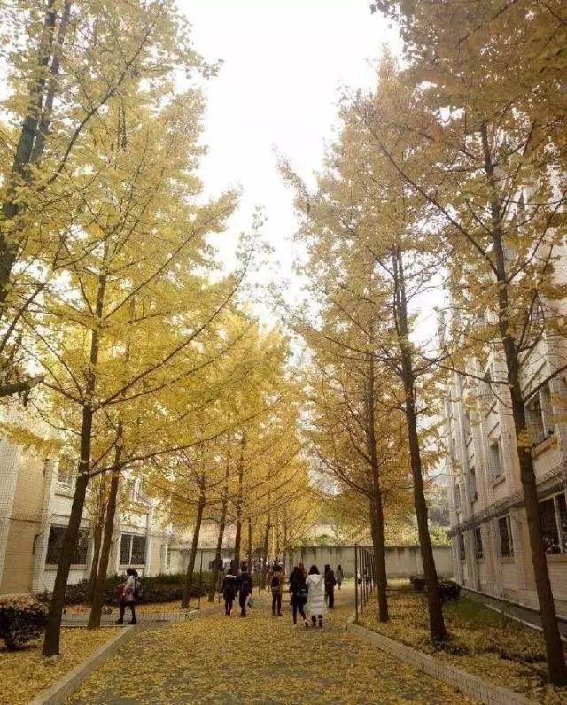 成都最后的银杏,成都附近最值得看的银杏