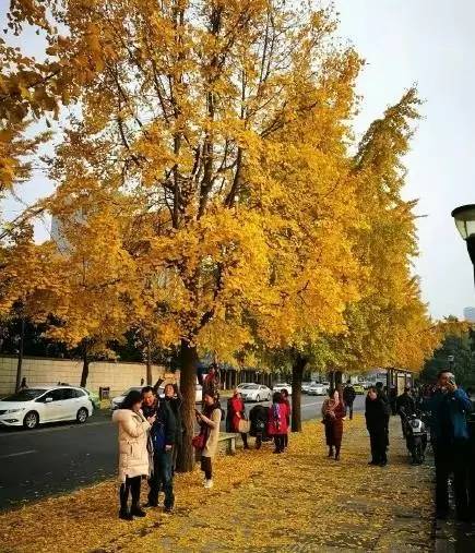成都最后的银杏,成都附近最值得看的银杏