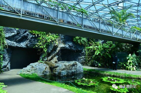 樱花旅行记全集视频,樱花季日本14天旅游攻略