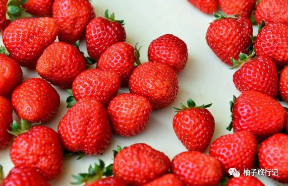 樱花旅行记全集视频,樱花季日本14天旅游攻略