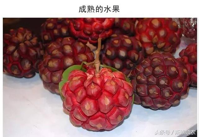 十大最有种植前景的高端特色水果,排名前十的水果有哪些品种