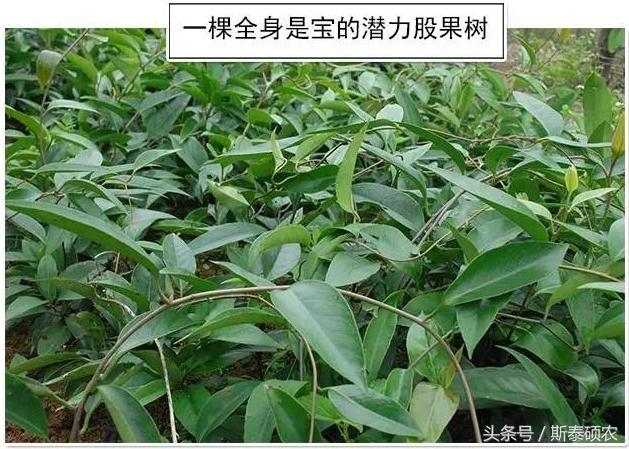 十大最有种植前景的高端特色水果,排名前十的水果有哪些品种