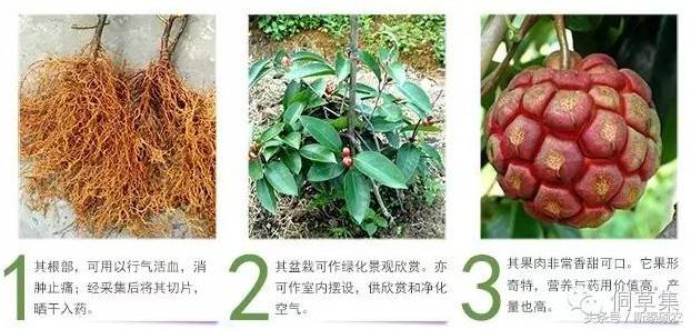 十大最有种植前景的高端特色水果,排名前十的水果有哪些品种