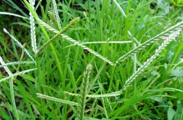 农村常见的野草是民间草药,有哪些田间野草是中药