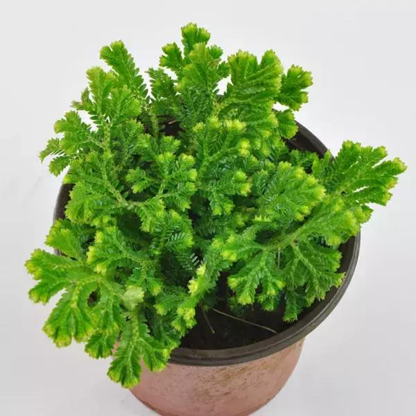 农村常见的野草是民间草药,有哪些田间野草是中药