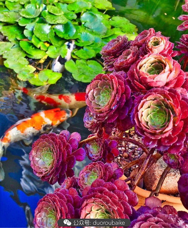 劳尔罗琦很香吗,劳尔与罗琦