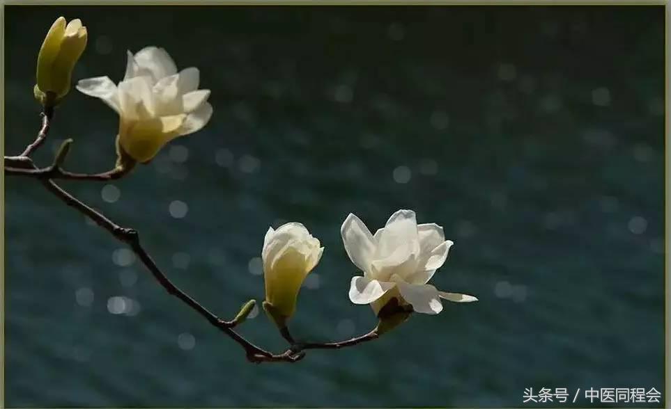 辛夷为什么能通鼻,辛夷通鼻见效时间