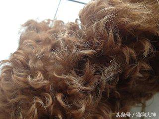 小泰迪毛色浅能变红吗,我家泰迪为什么白毛很多