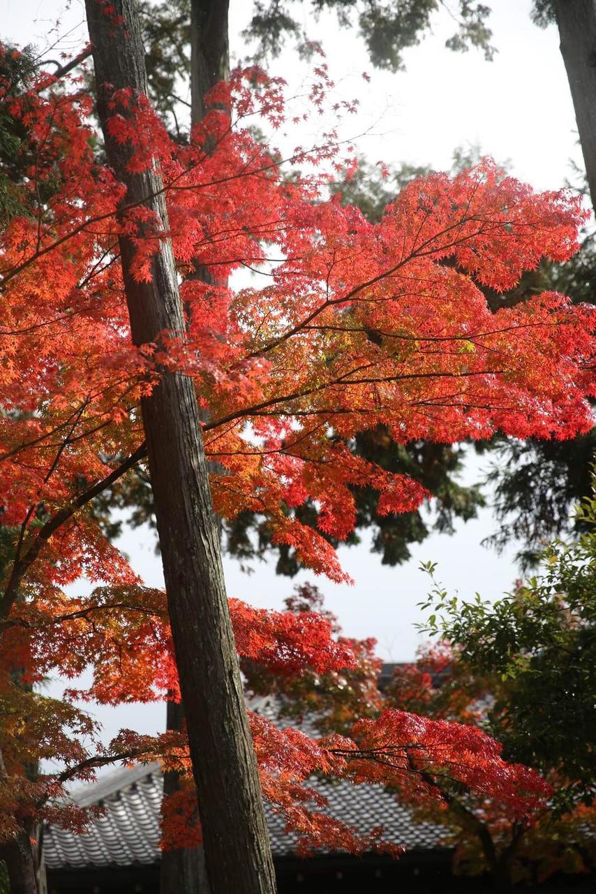 日本关西温泉圣地,日本关西房间内温泉
