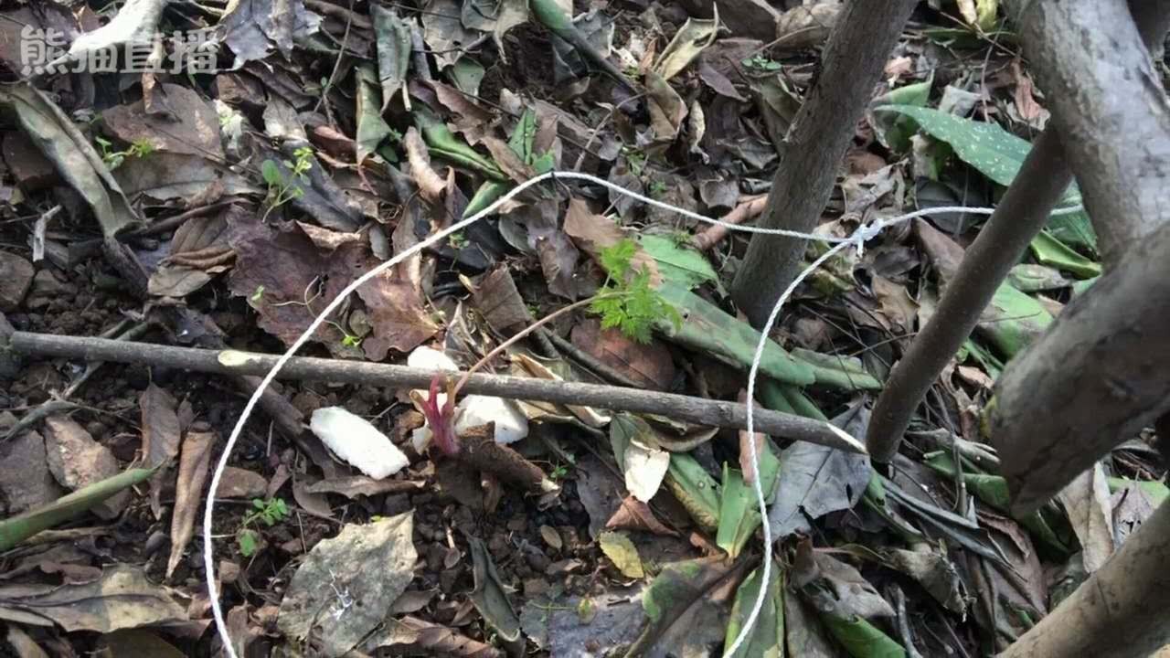 野外生存捕猎最常见的吊脚套陷阱,对付山鼠那是来一只逮一只