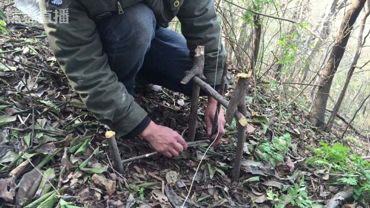 野外生存捕猎最常见的吊脚套陷阱,对付山鼠那是来一只逮一只