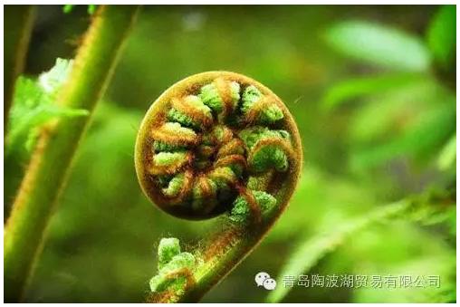 关于新西兰的人文地理知识,新西兰植物