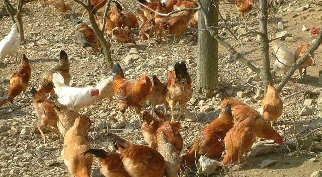 土鸡销路怎样找,土鸡养鸭销路怎么办