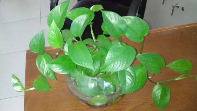 室内绿萝绿意盎然,绿萝冬季怎么养才能更旺盛