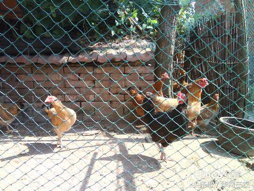 城里人到农村生活需要注意什么?农村信用社个人网上银行怎么开通